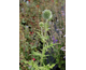 Echinops bannaticus Blue Globe