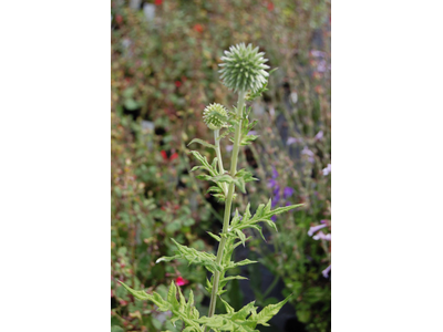 Echinops bannaticus