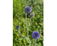 Echinops bannaticus Blue Glow