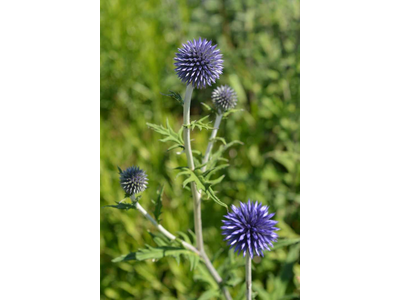 Echinops bannaticus