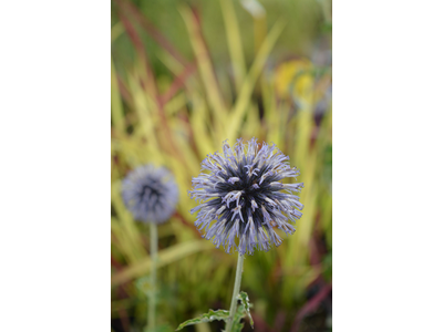 Echinops bannaticus