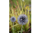 Echinops bannaticus