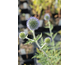 Echinops ritro ssp. ruthenicus