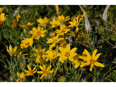 Engelmannia peristenia