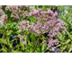 Eupatorium fistulosum f.albidum