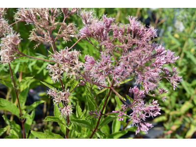 Eupatorium fistulosum f.albidum