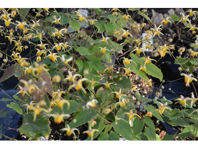 Epimedium