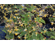 Epimedium Amber Queen
