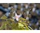 Epimedium Pretty in Pink