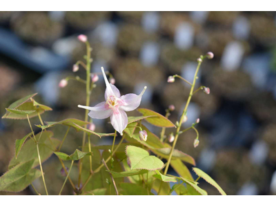 Epimedium