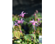 Epimedium grandiflorum Lilafee