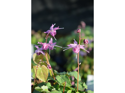 Epimedium grandiflorum