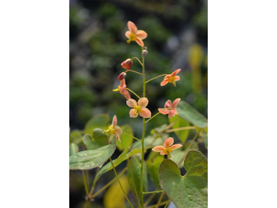 Epimedium pubigerum