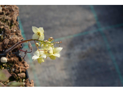 Epimedium versicolor