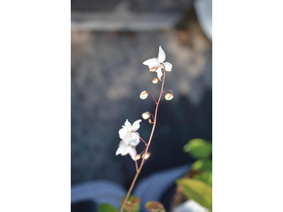 Epimedium youngianum