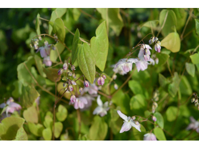 Epimedium youngianum