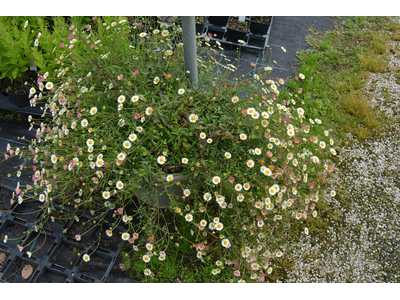 Erigeron