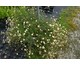 Erigeron Fiorellino