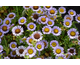 Erigeron glaucus Beachboys Blue