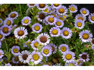 Erigeron glaucus