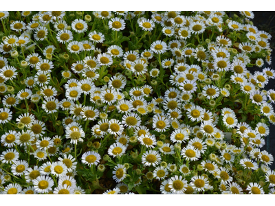 Erigeron glaucus