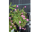 Erodium variabile Bishop's Form