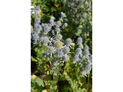 Eryngium planum