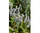 Eryngium planum