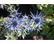 Eryngium bourgatii Lapis Blue