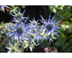 Eryngium bourgatii