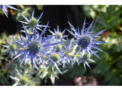 Eryngium bourgatii