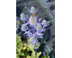 Eryngium planum Magical Blue Lagoon