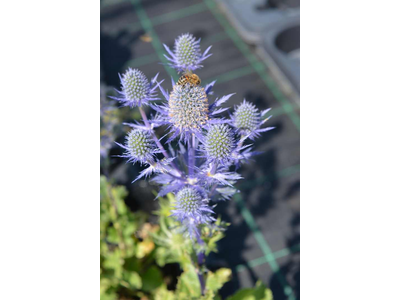 Eryngium planum