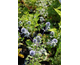 Eryngium planum 