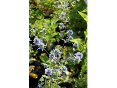 Eryngium planum