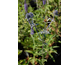 Eryngium planum Blauer Zwerg