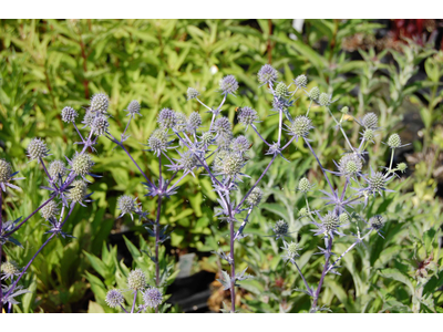 Eryngium planum