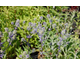 Eryngium planum Blue Glitter