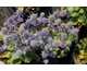 Eryngium planum Blue Hobbit