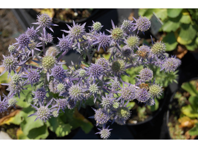 Eryngium planum