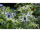 Eryngium planum Pen Blue