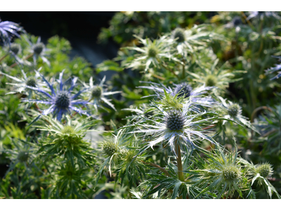 Eryngium planum