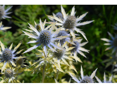 Eryngium x zabelii