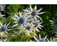 Eryngium x zabelii Neptune's Gold ®