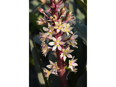 Eucomis