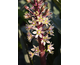 Eucomis Oakhurst