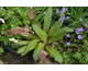 Eucomis Zulu Flame ®