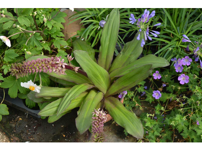 Eucomis