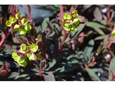 Euphorbia amygdaloides