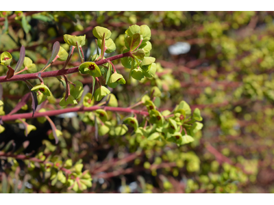 Euphorbia amygdaloides